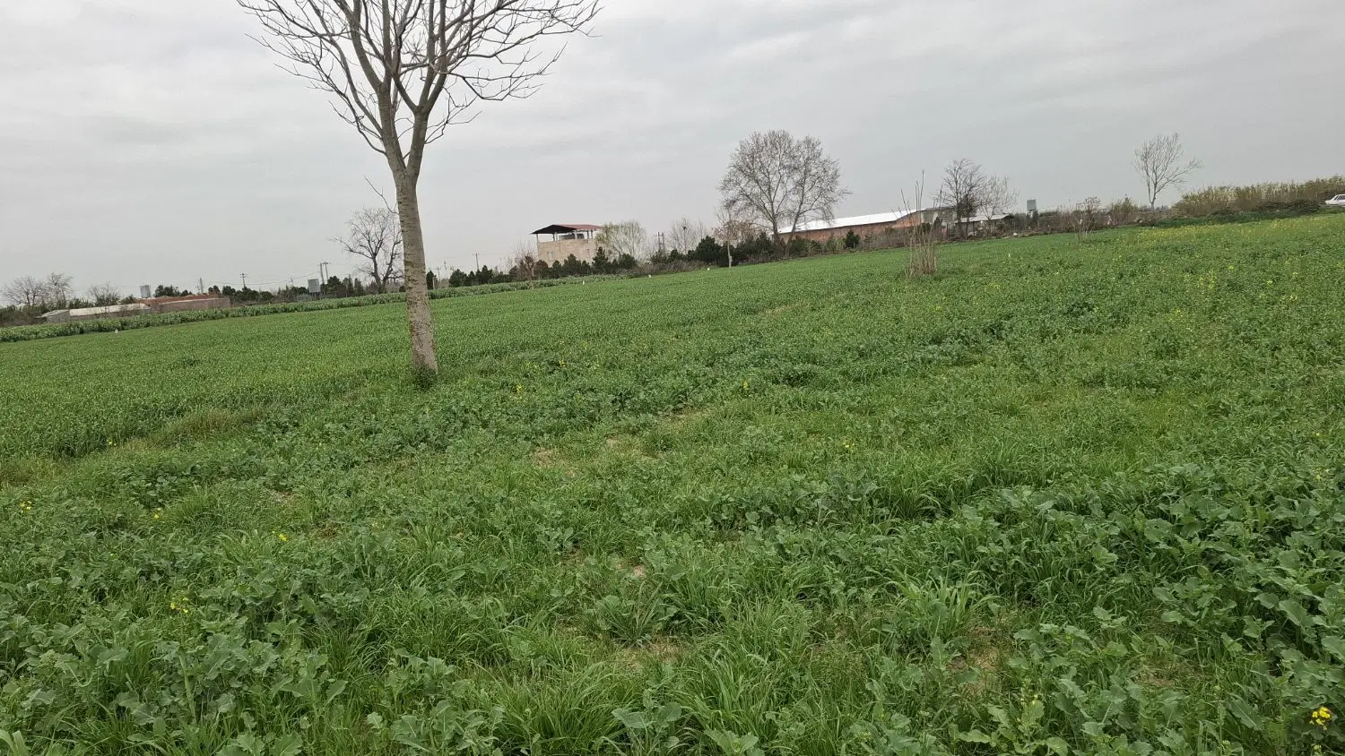 زمین کشاورزی