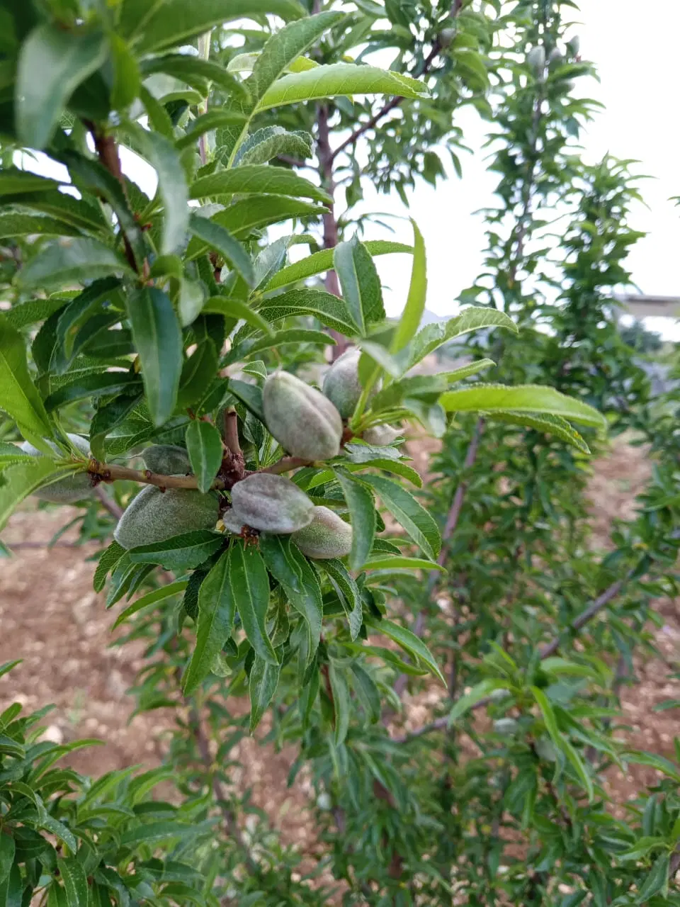 زمین 200 متری  مناسب