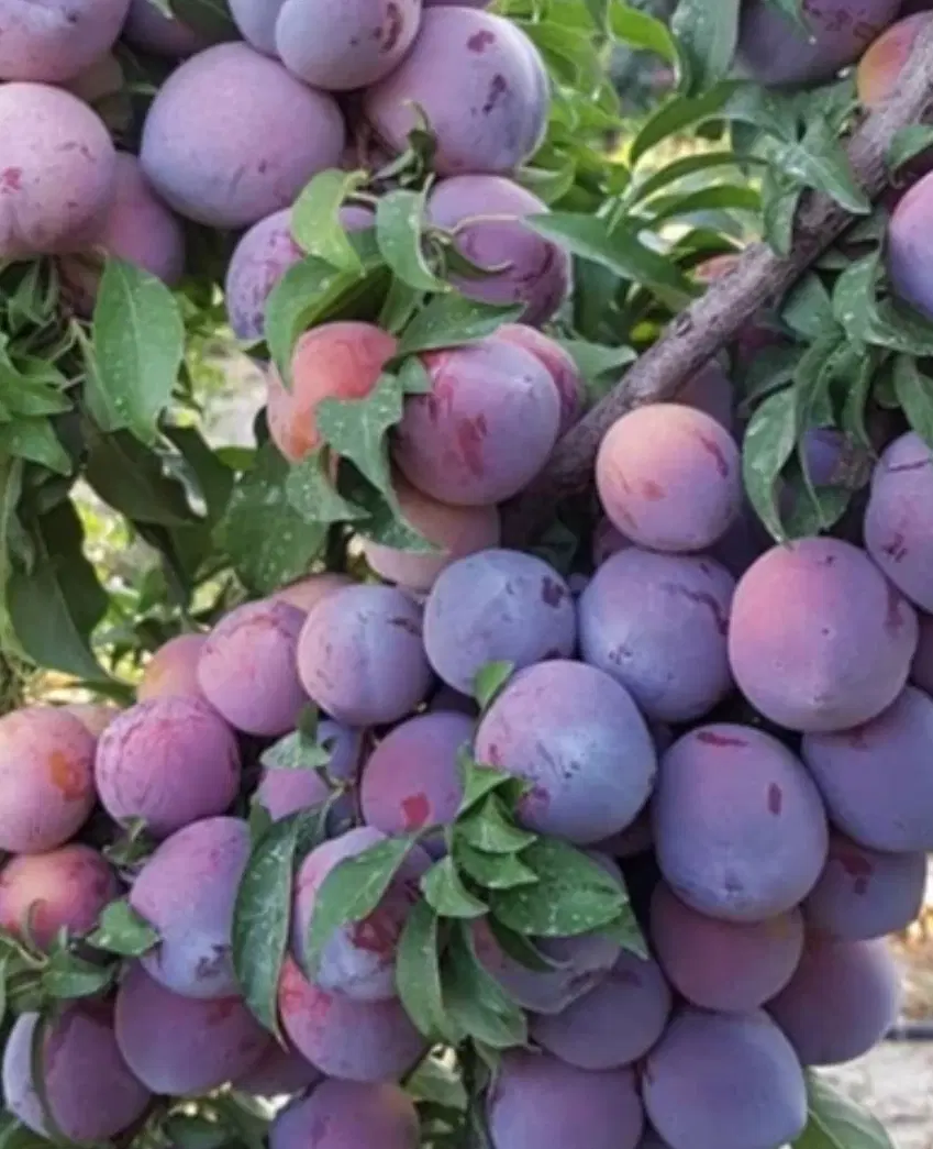فروش باغچه