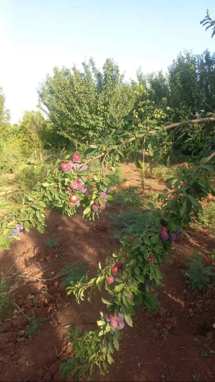 باغ ۱۰۰۰متری چغاهروشی
