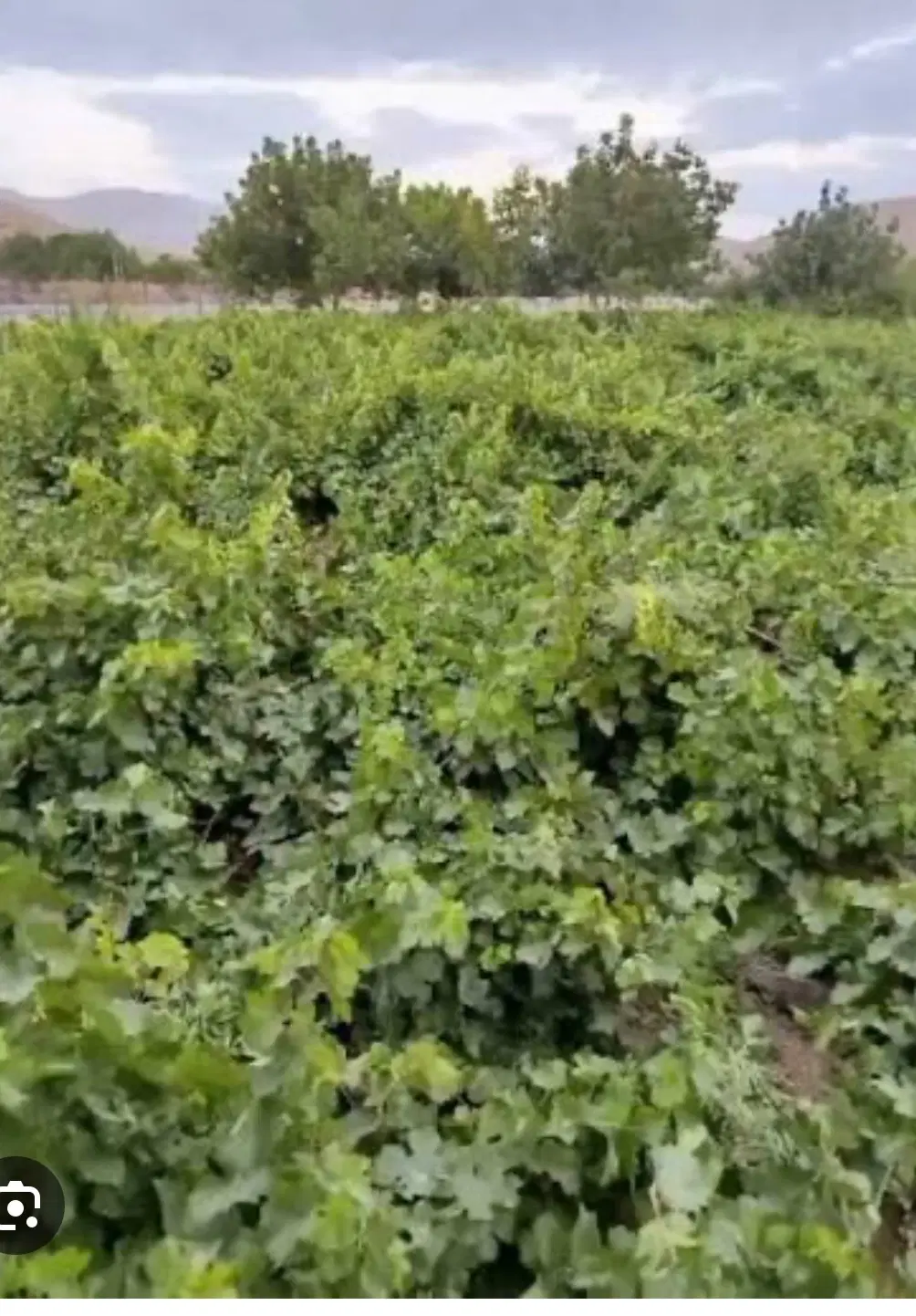 باغ