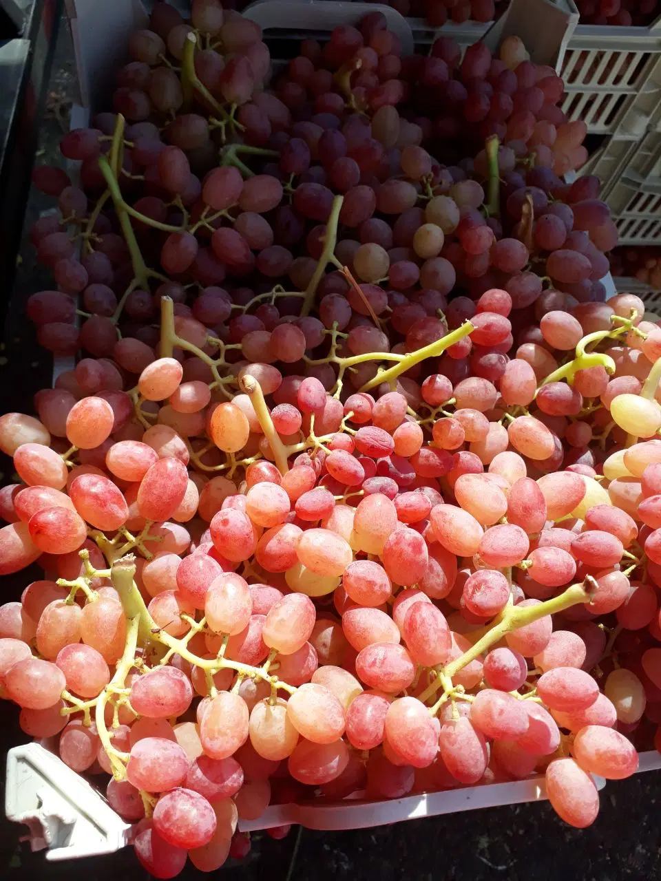 فروش انگور
