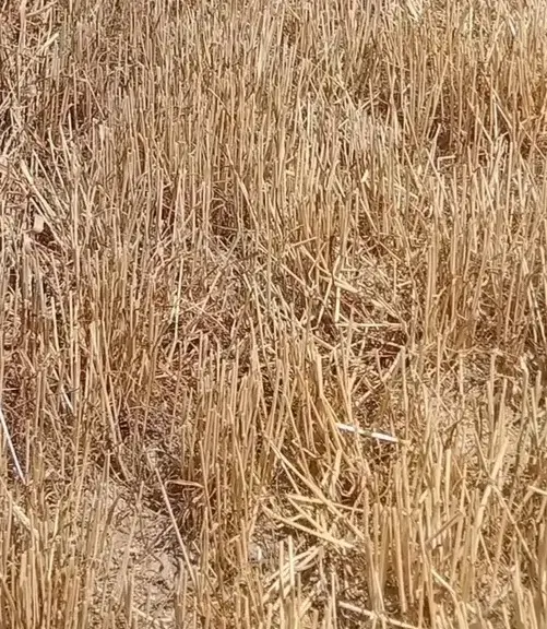 زمین زراعی 1_۵هکتار