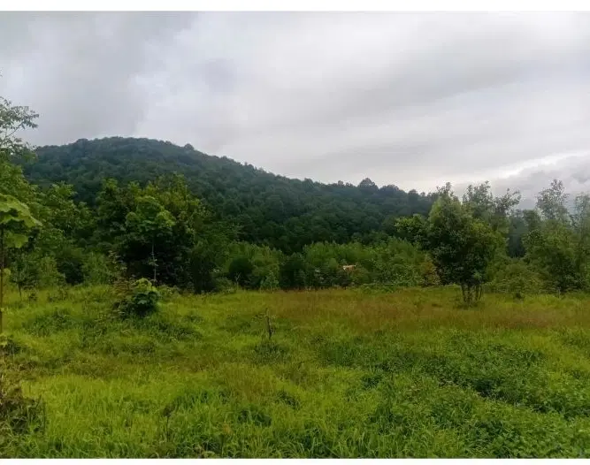 زمین مسکونی روستای دیزکوه با ویو ابدی جنگل