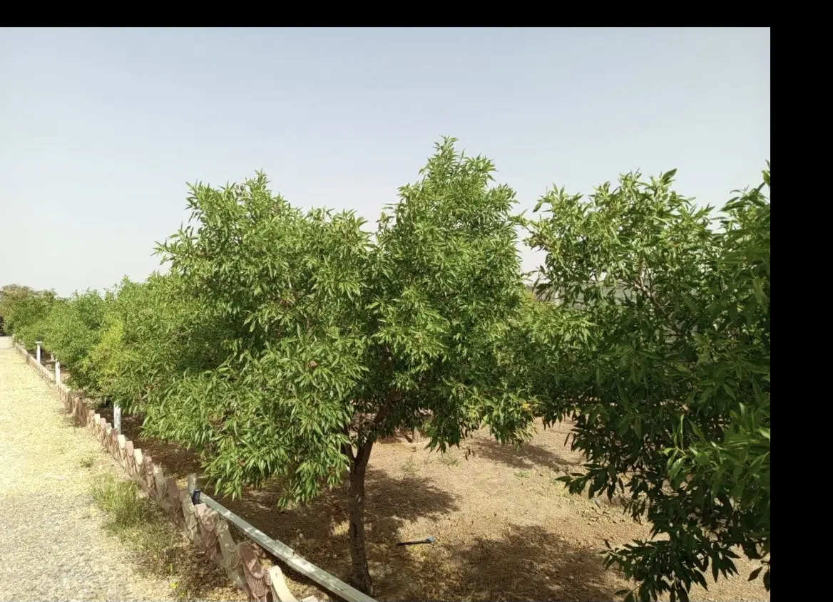 زمین و باغ یاقوت آیاد
