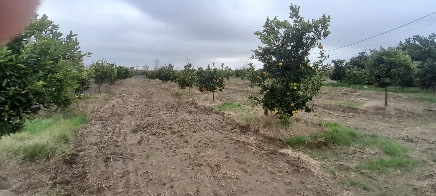 فروش باغ مرکبات