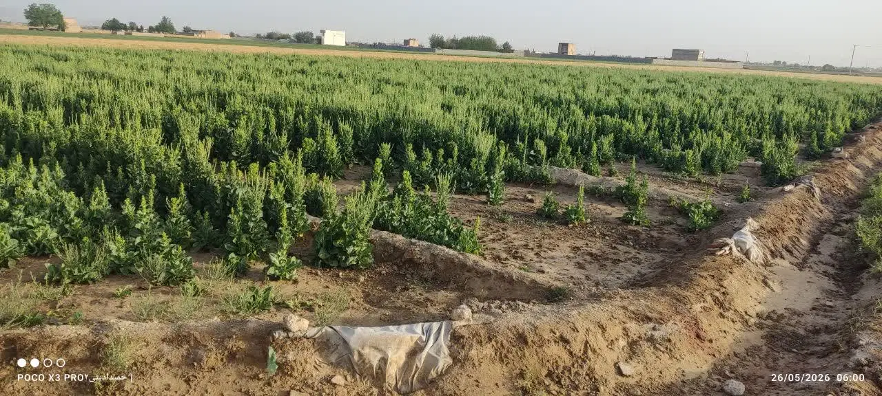 فروش زمین کشاورزی مناسب باغ و زراعت