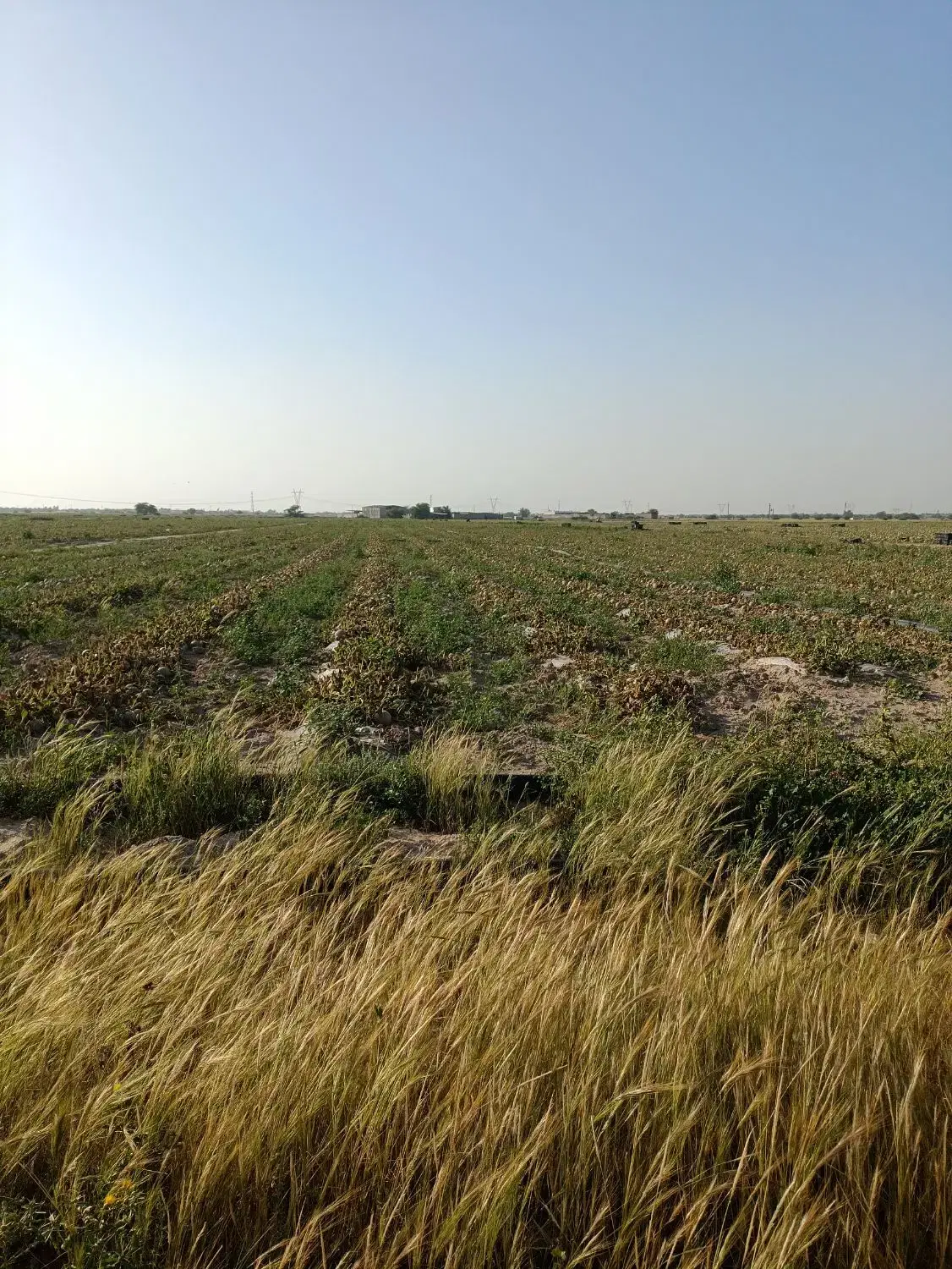 زمین زراعی