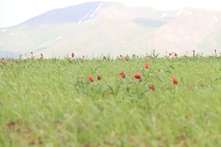 باغ و زمین کشت و دیم(10هکتار) در شهر زنجان