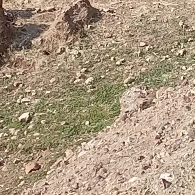 زمین کشاورزی