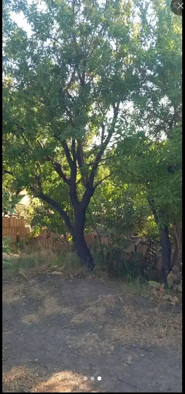 باغ سنتی در باورس