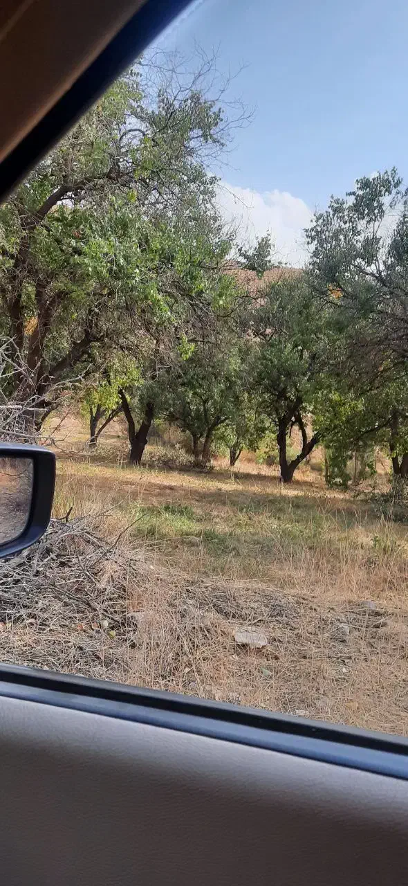 باغ و زمین دیمی