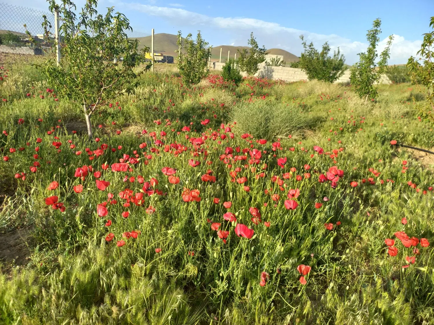 باغ ویلا مجوزدارجاجی اباد