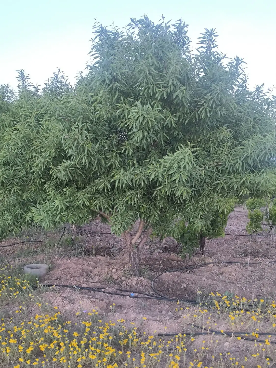دارای درختان جوان