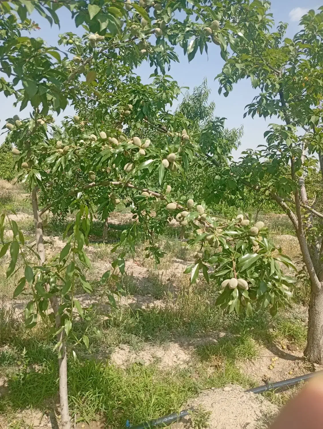 باغ ۲۷۰۰ متری با بنا ۵۰ متری