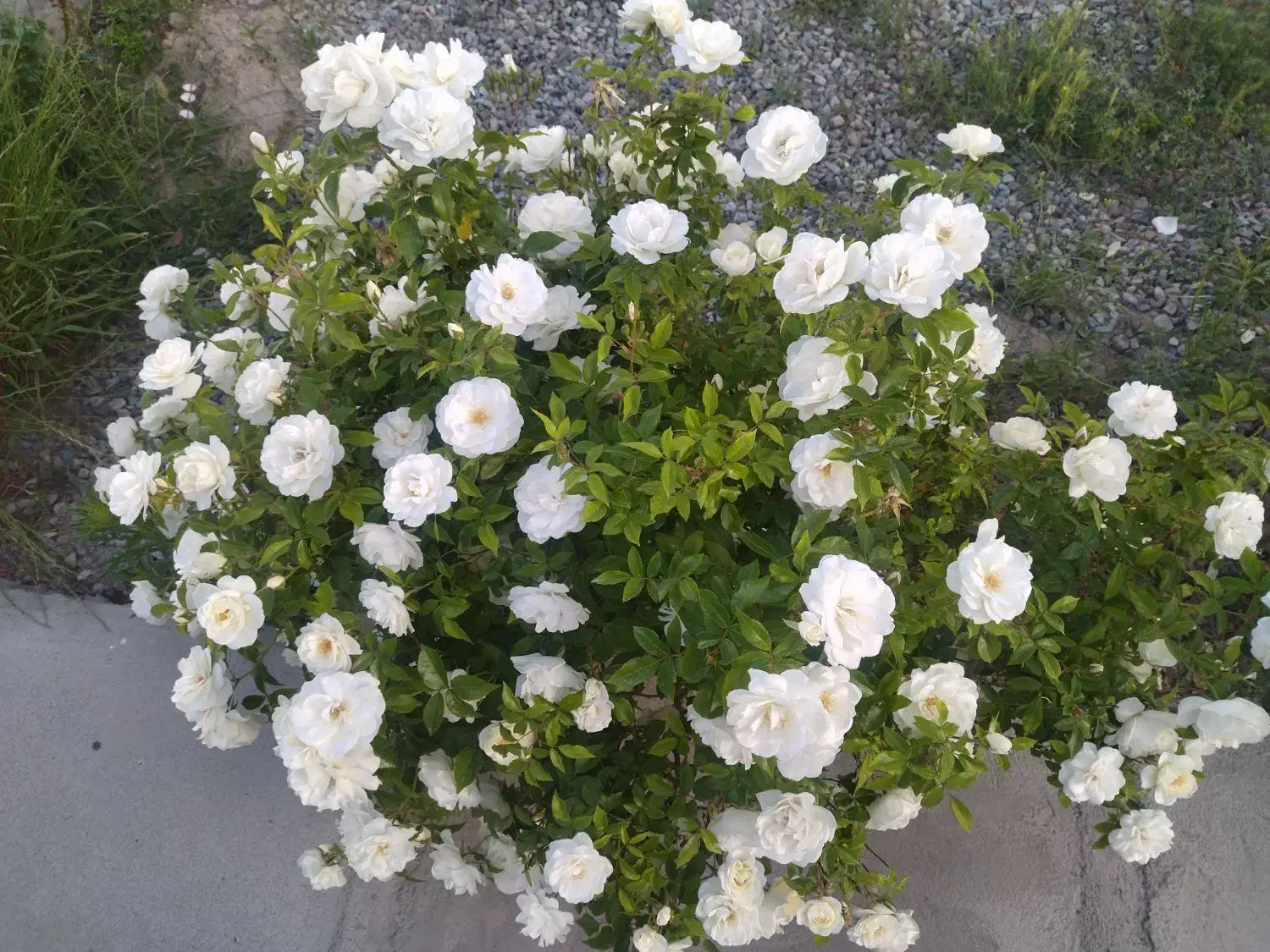 هم خانه ای