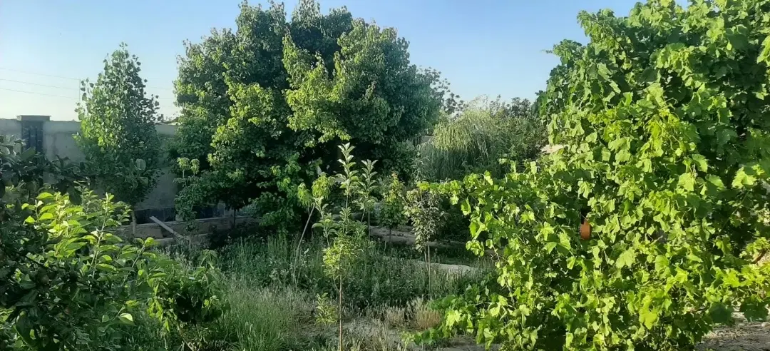 باغچه پر میوه با سند تک برگ