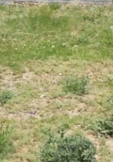 زمین ۲۲۰ متری