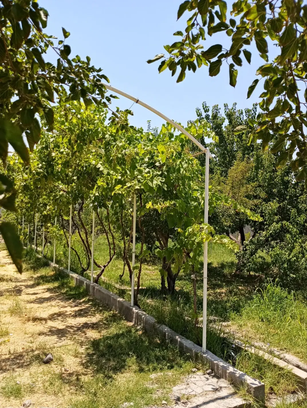 فروش باغ چهار دیواری