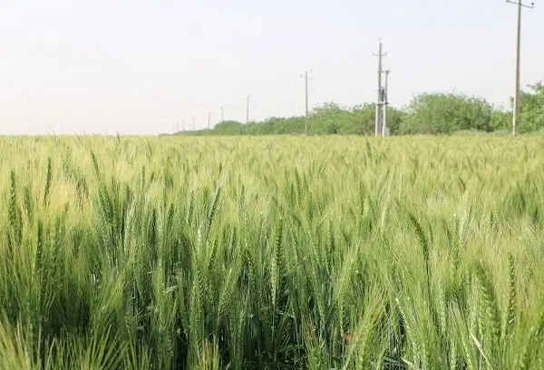 زمین کشاورزی