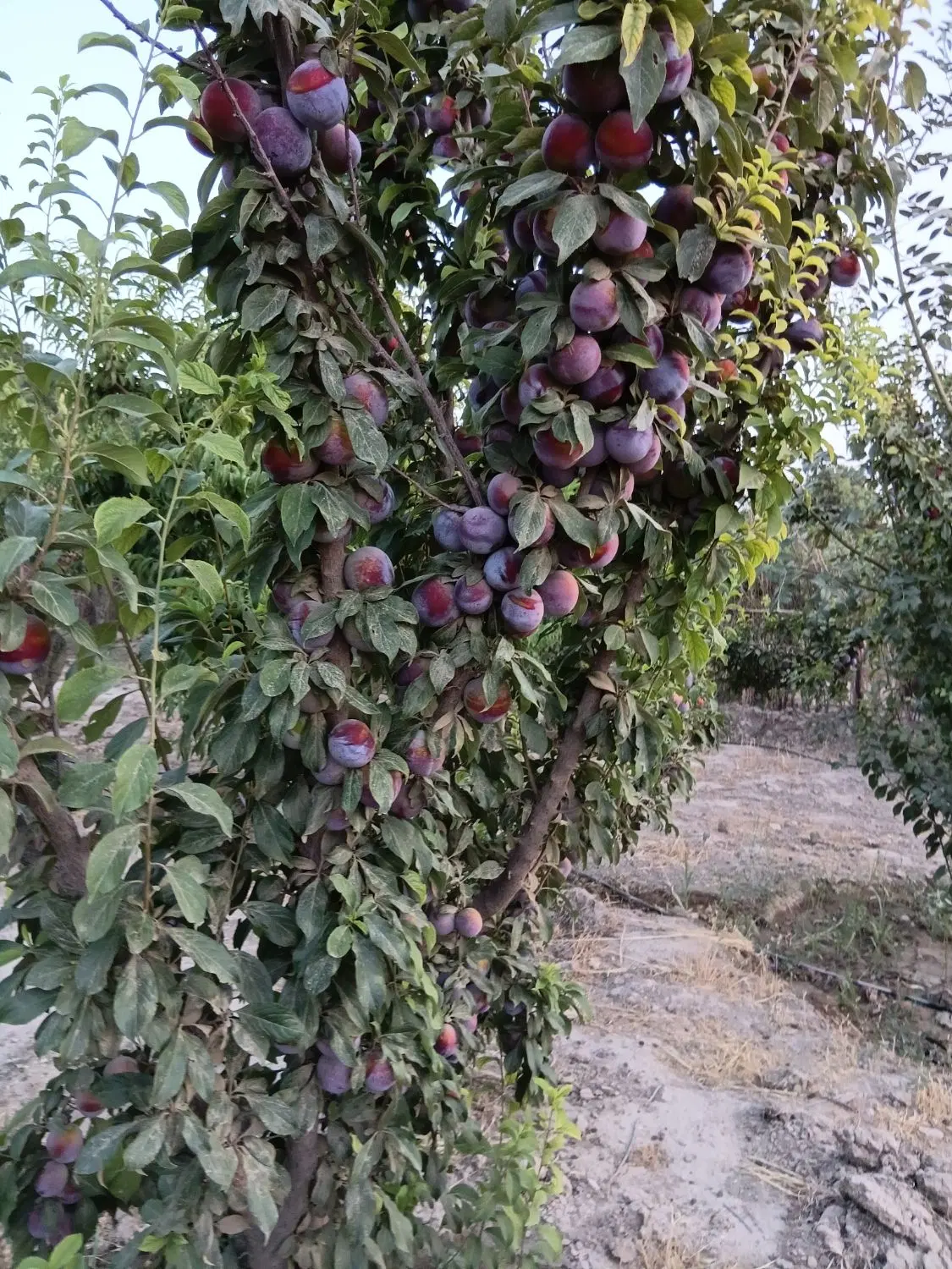 باغچه ۵۰۰ متری