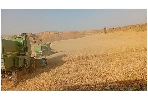فروش کاه دیم زرین اباد
