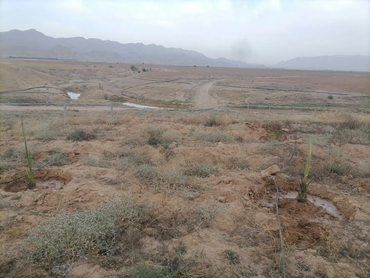 دو زمین  ثبتی در چاه خانی  معاوضه با ماشین،طلاو...