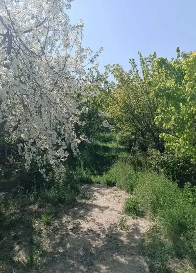 باغچه فروشی سند تک برگ