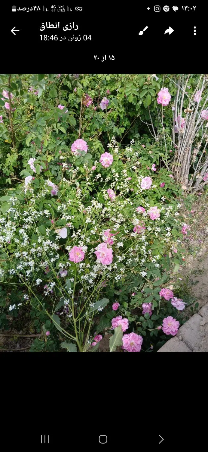 زمین باغی