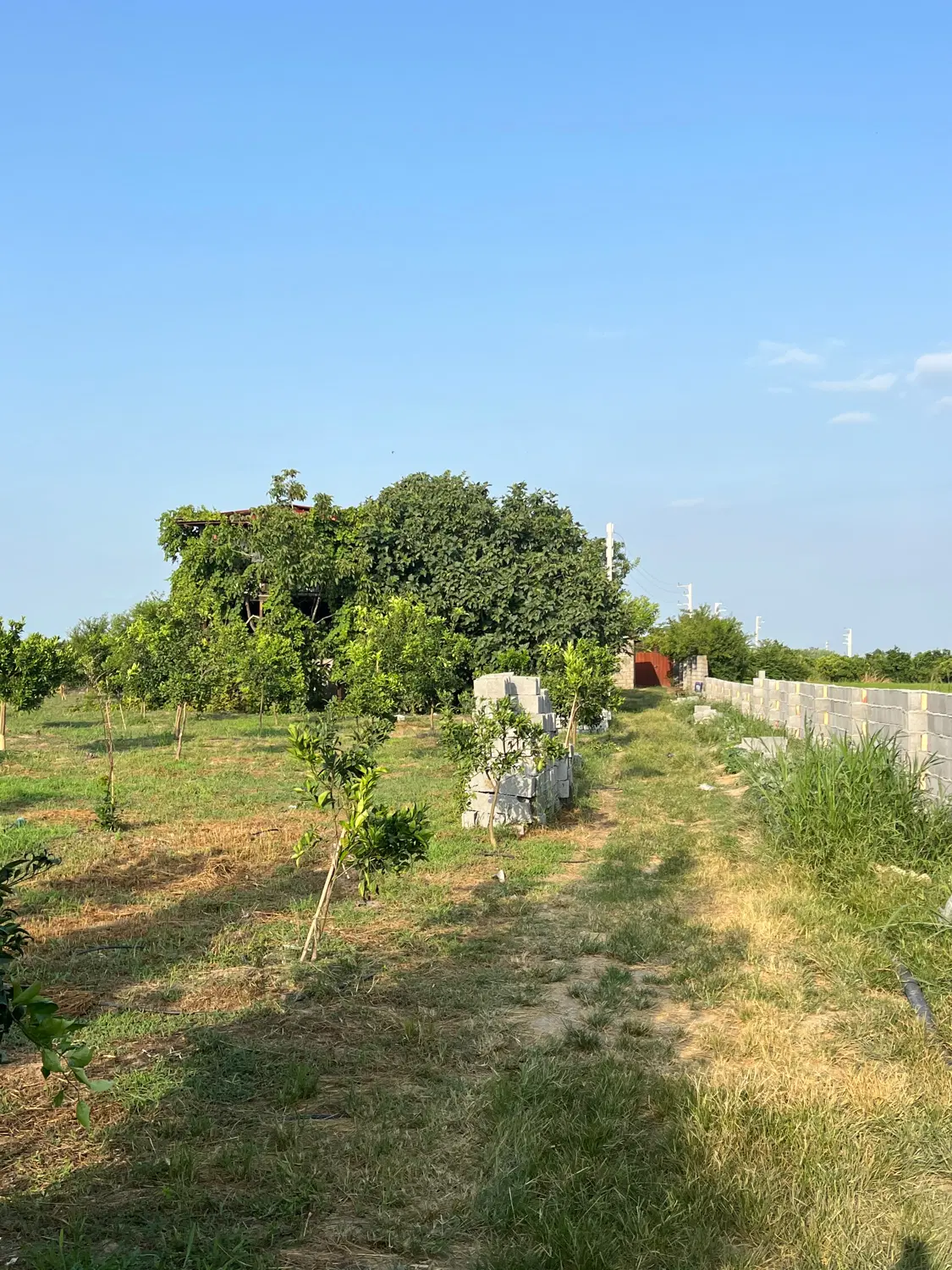 فروش ۳ هکتار باغ مرکبات با سند تک برگ