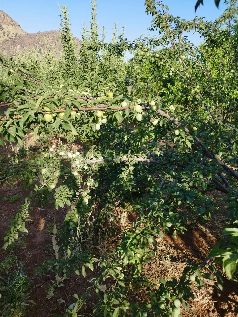 1000متر باغ قلعه سنگی