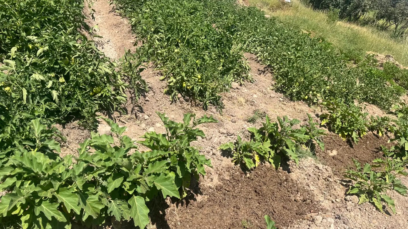 فروش زمین گلدشت