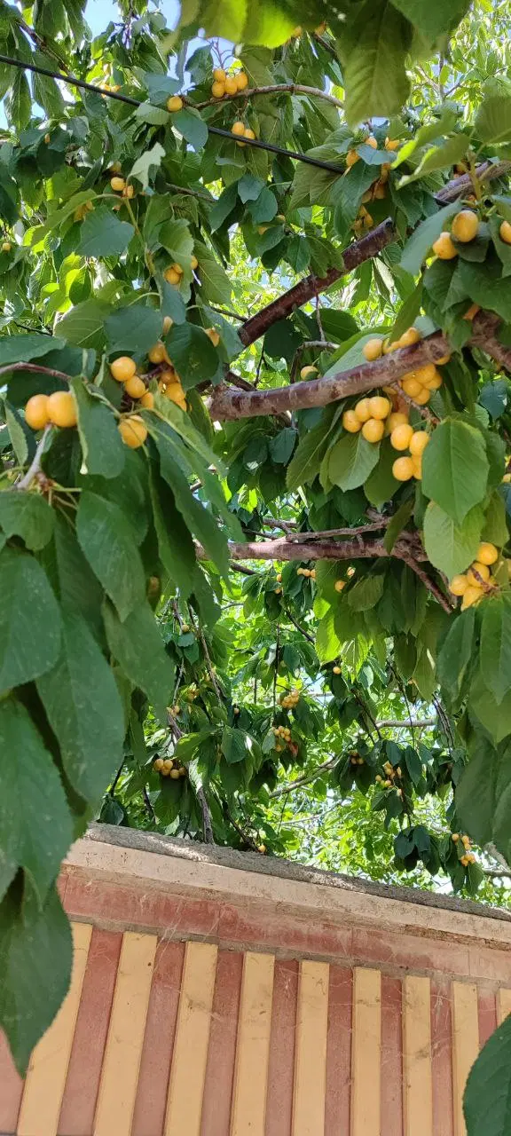 فروش خونه باغ امامزاده کشتیبان بالدرلو