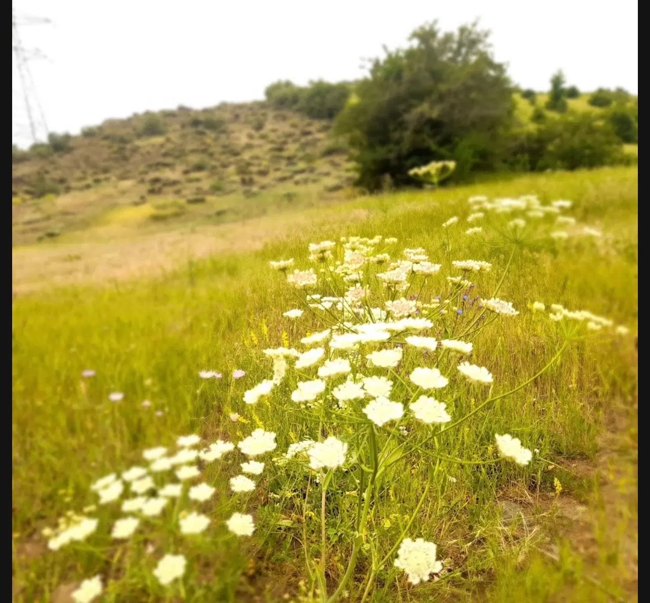 فروش زمین در سیاهکل دیلمان
