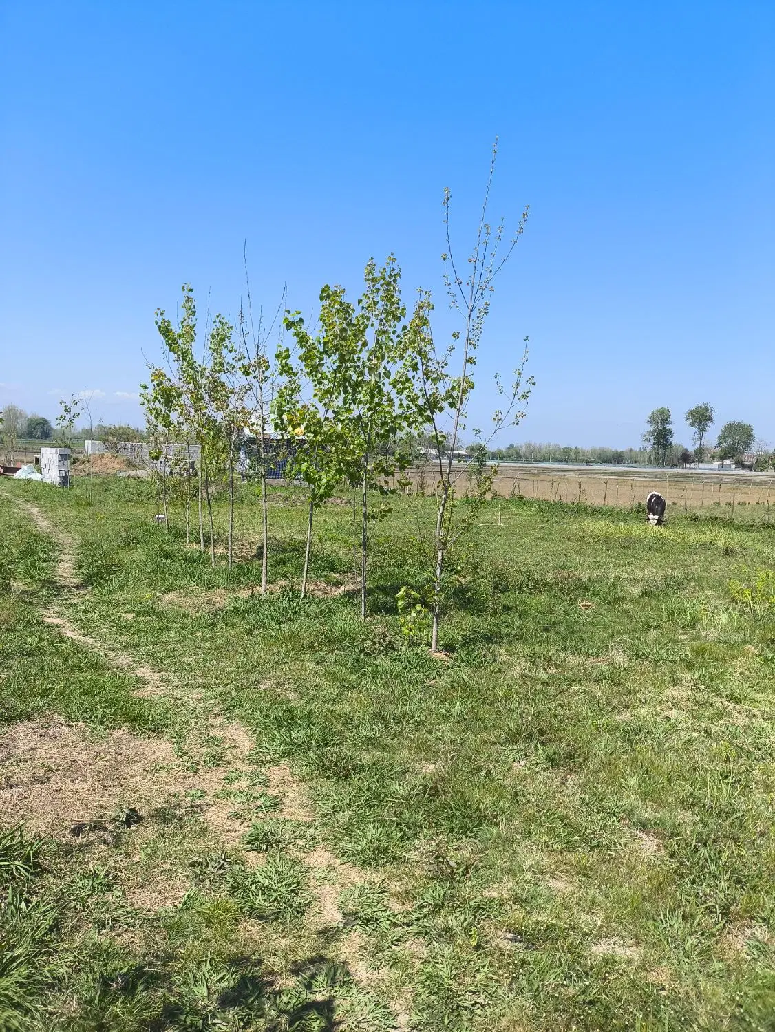 زمین روستایی مسکونی