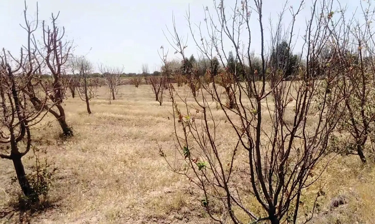 ۶۶۲۴ متر زمین باغی با سند روستای هادی‌آباد قزوین