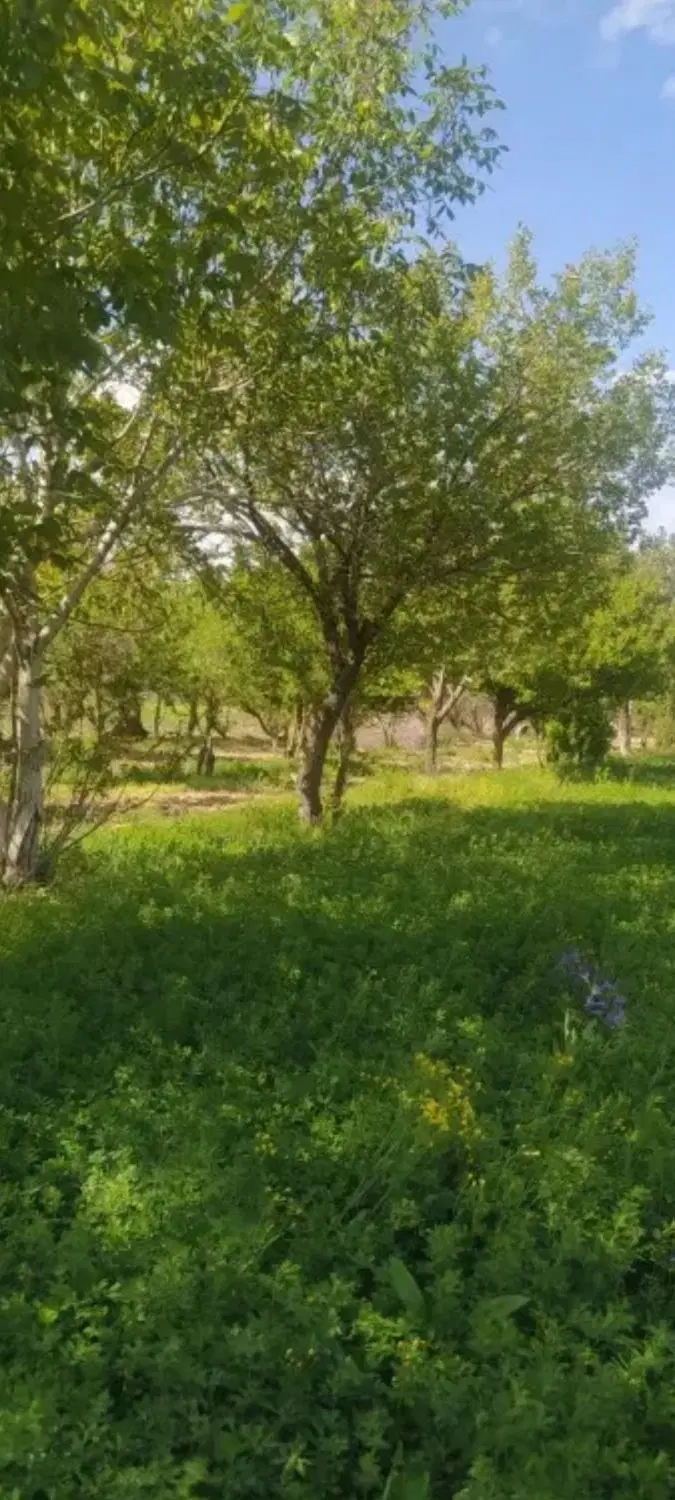 زمین حاشیه خیابان  شقایق