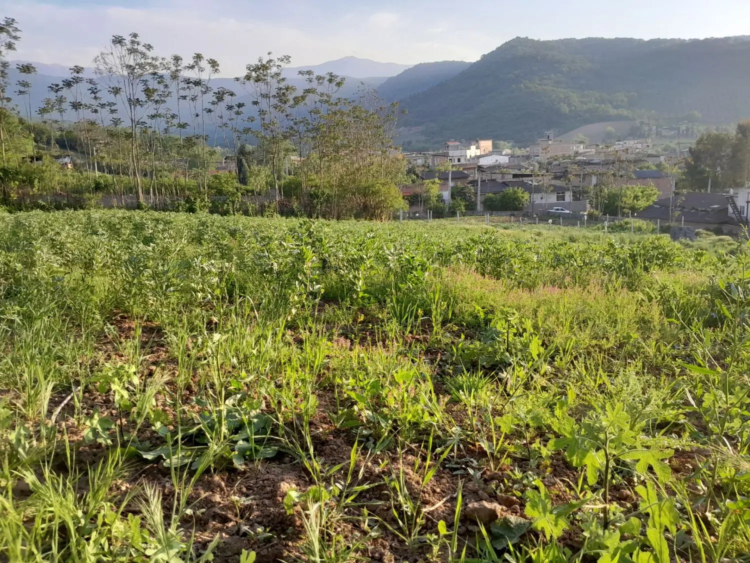 زمین روستا سرسبز باغ گلبن
