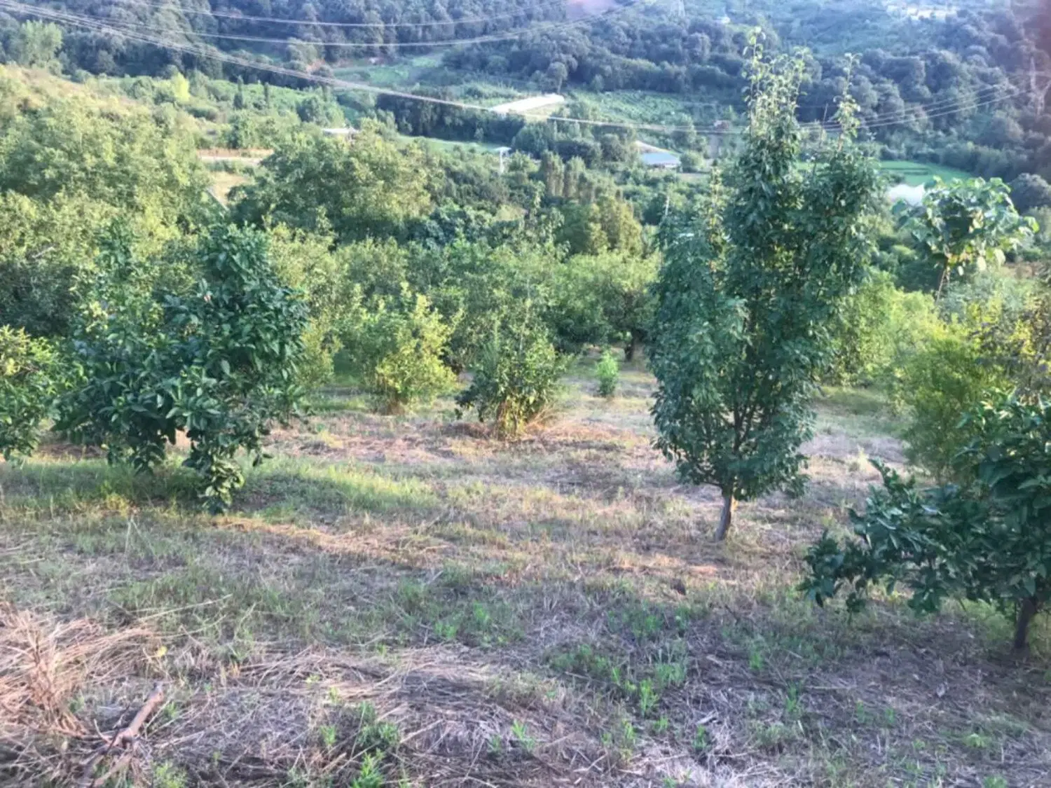 فروش زمین باغی روستای واسکس