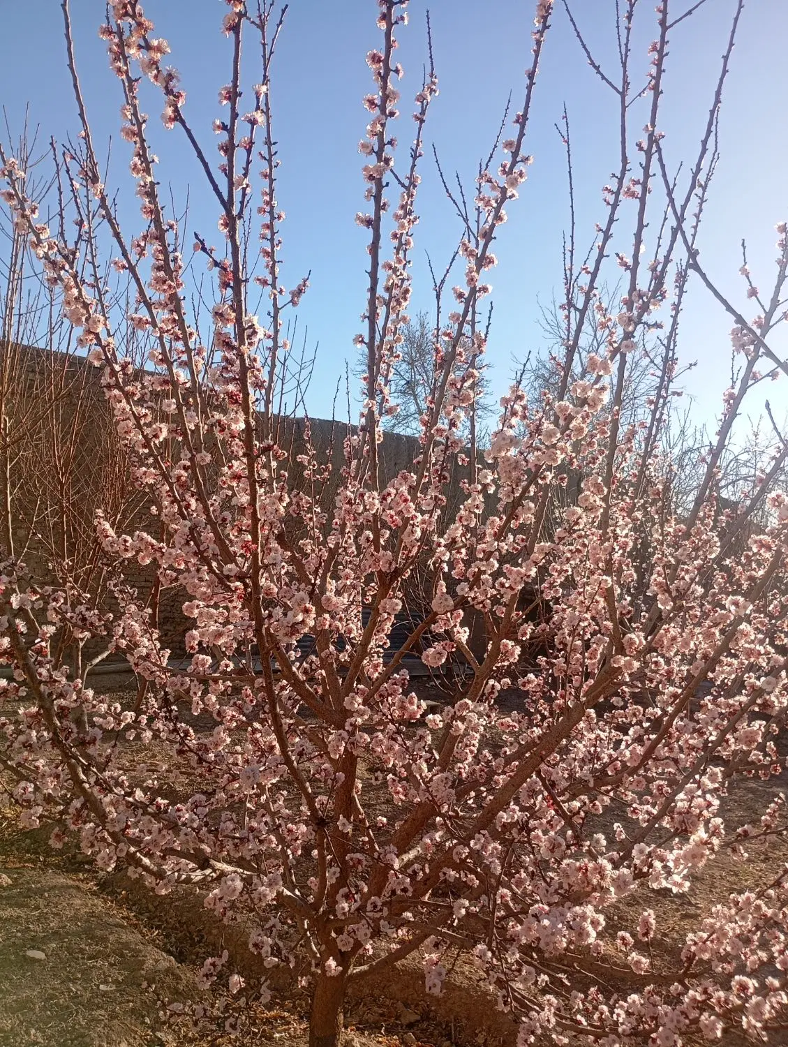 خونه باغ