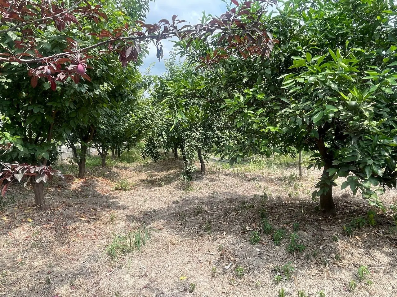 فروش باغچه ۷۵۰متر در ساری