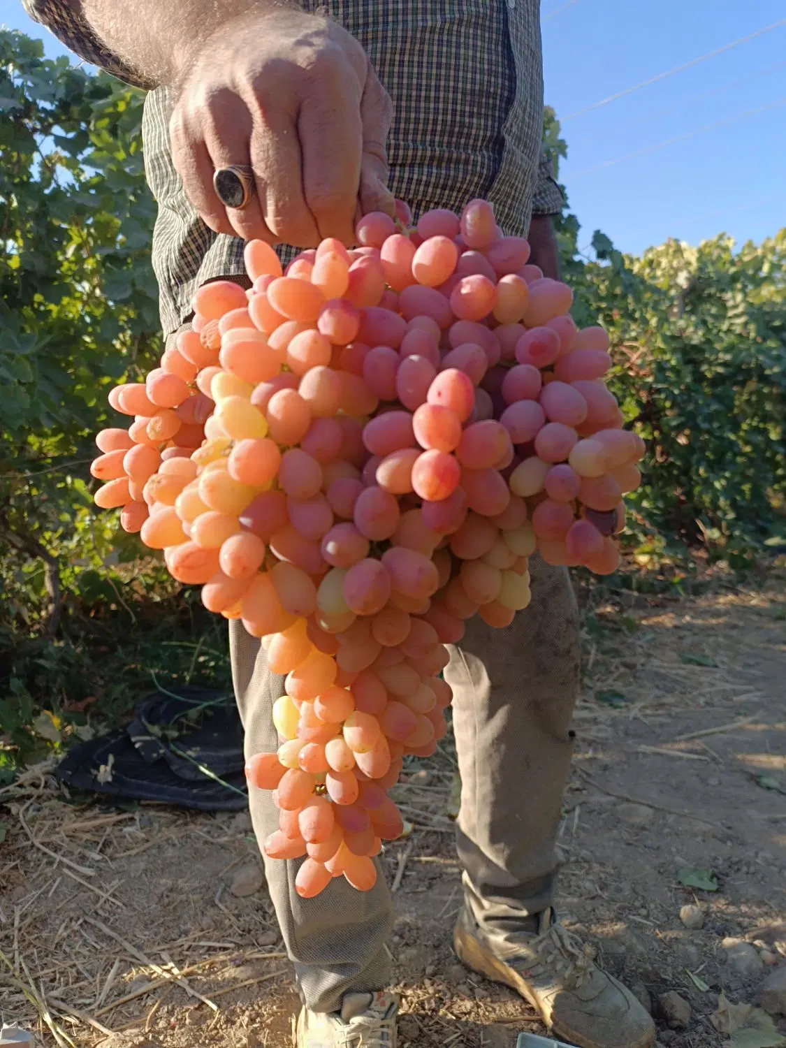 اجاره باغ