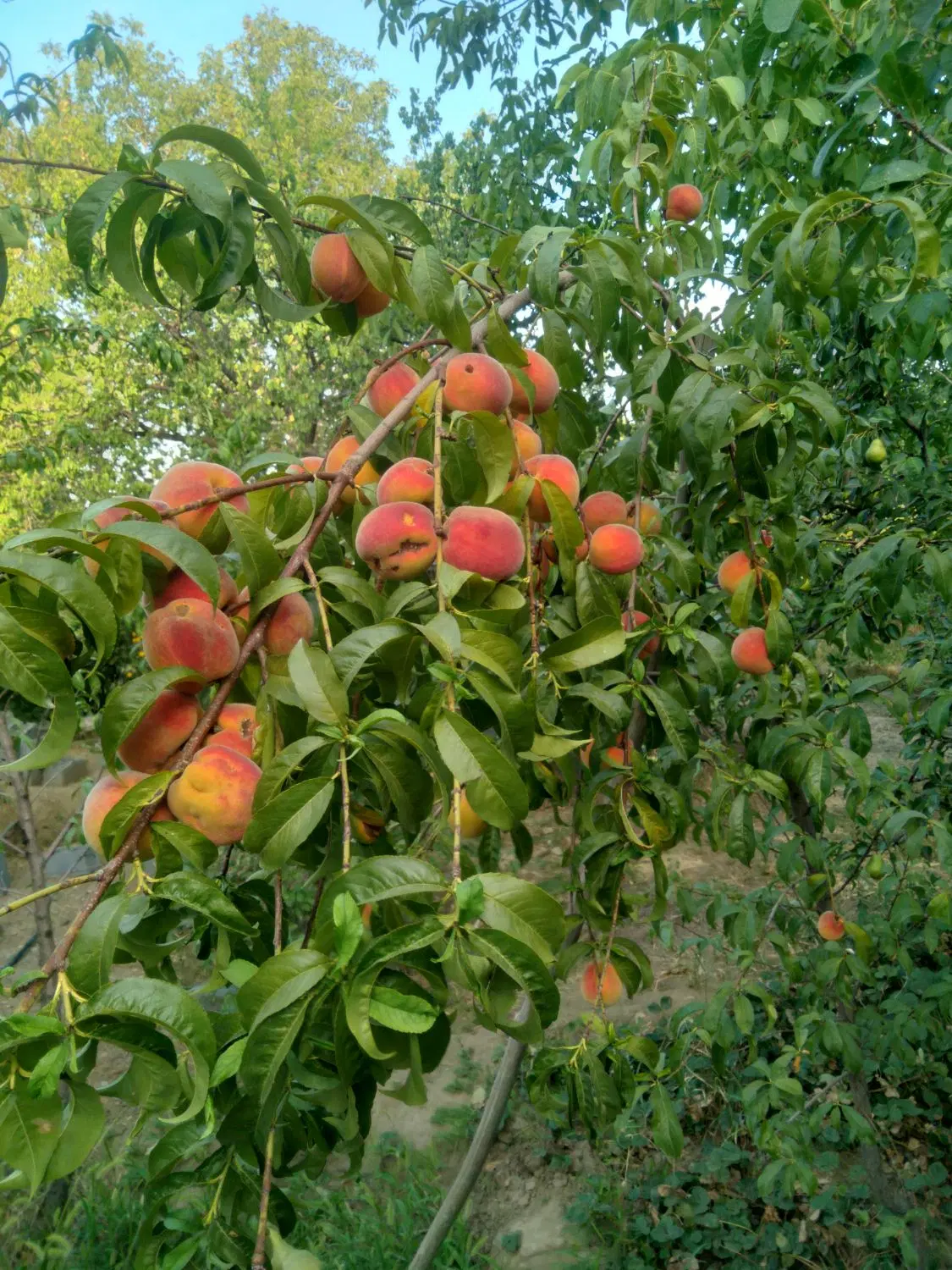 فروش باغ میوه در سنگستان