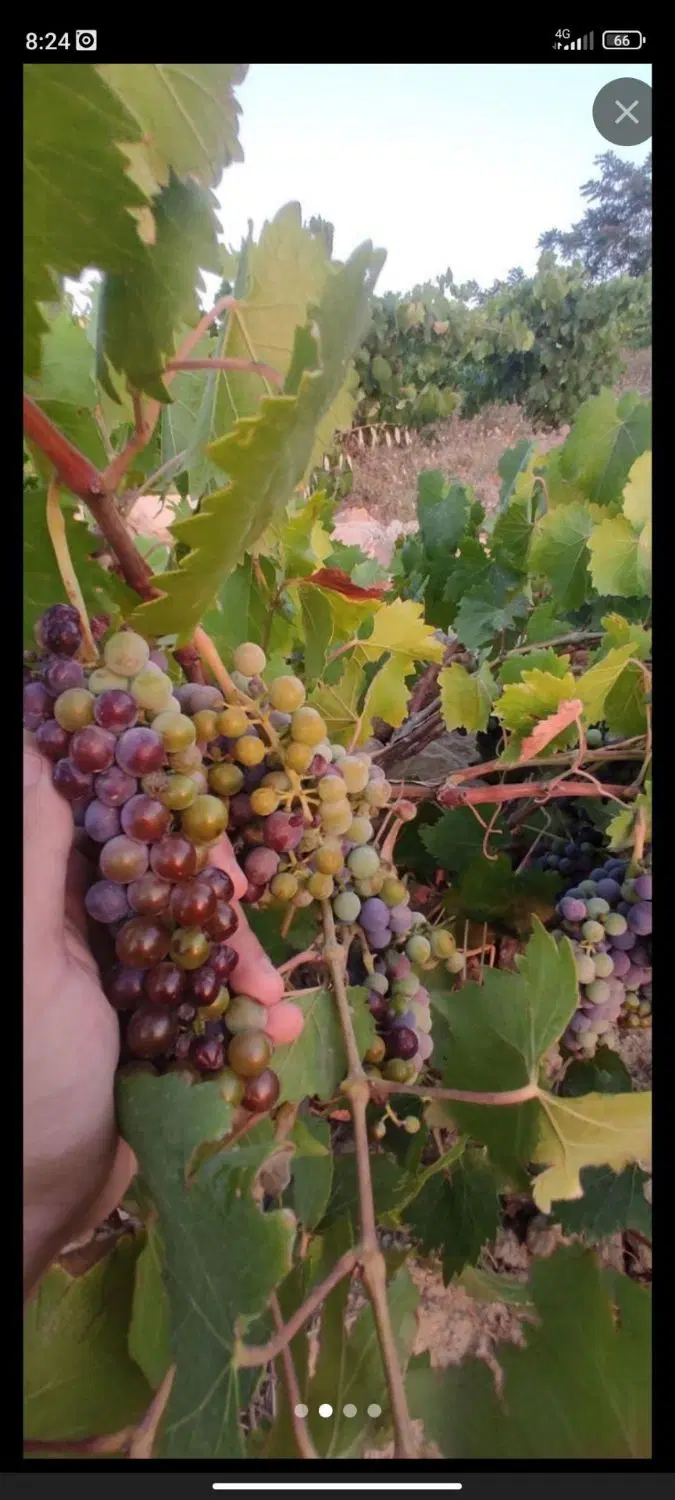 فروش باغ در مملجه