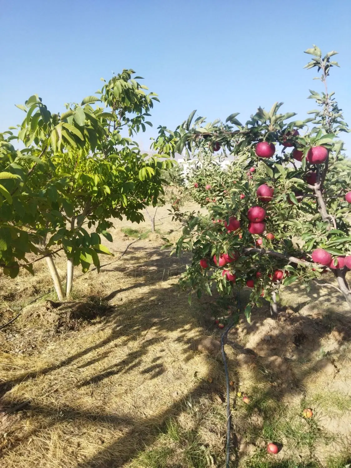 باغ گل نرگس ۱ فرهنگیان