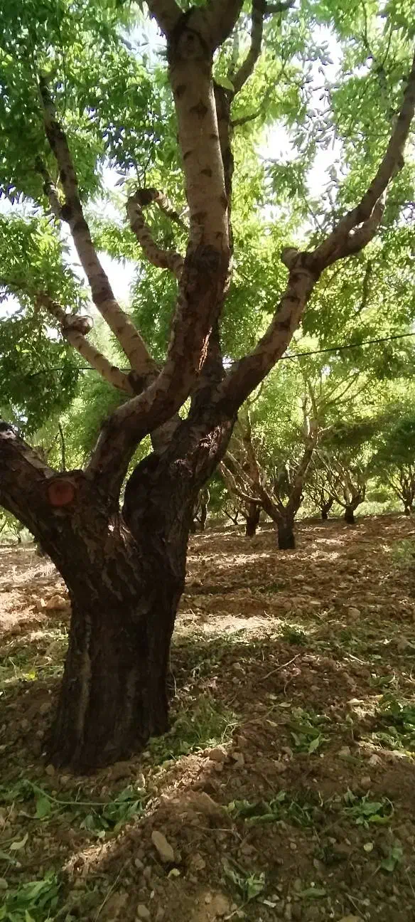 زمین سه جریبی طرح عمان