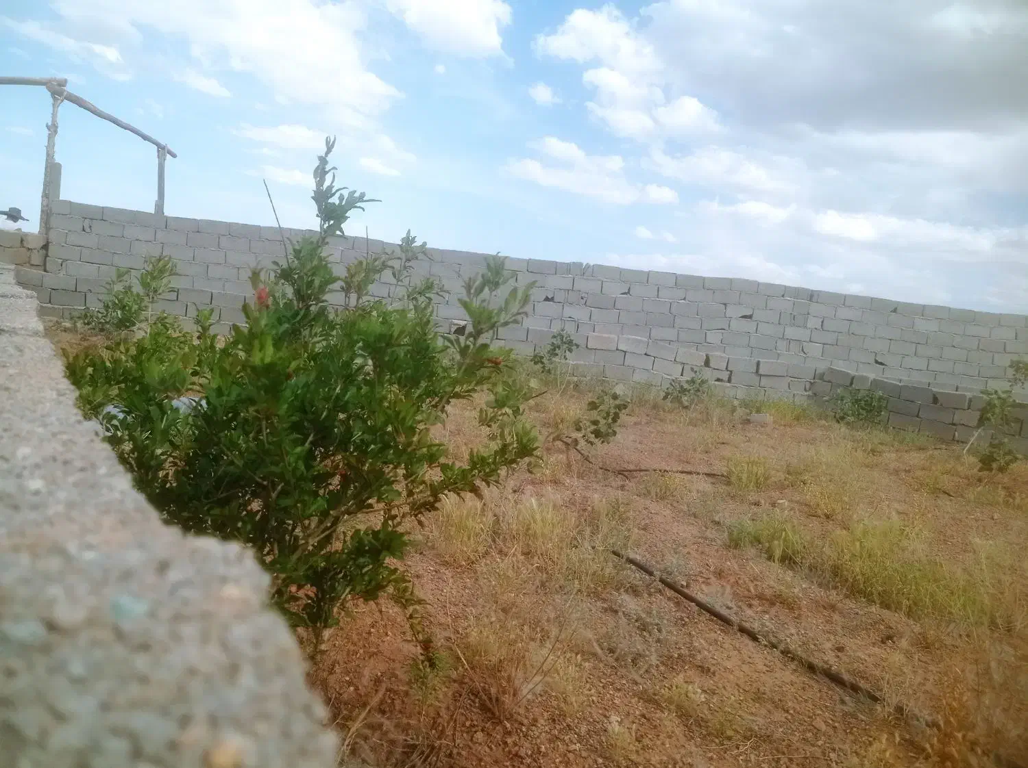 باغچه 5 ساله فروشی