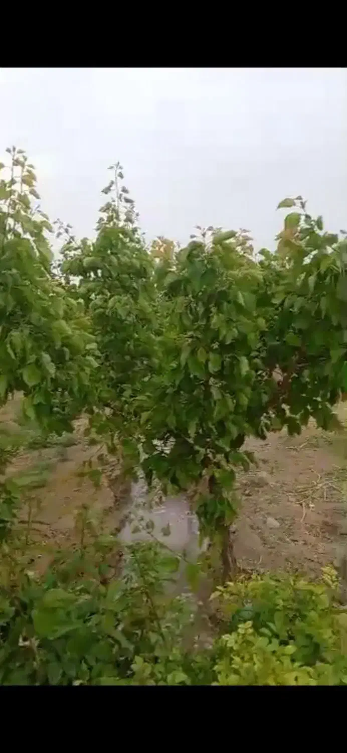 فروش باغچه۱۲۰۰ متری