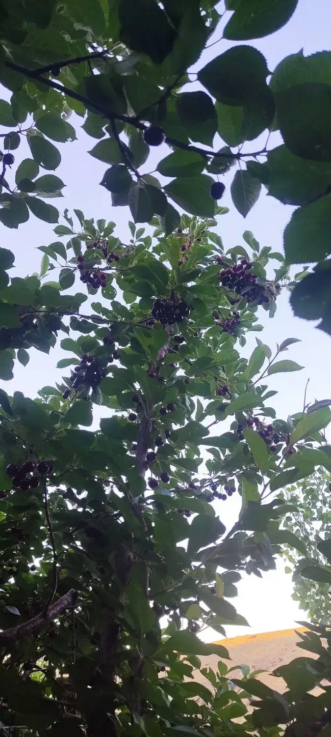 فروش باغ با درختان پربار  در روستای خاکو