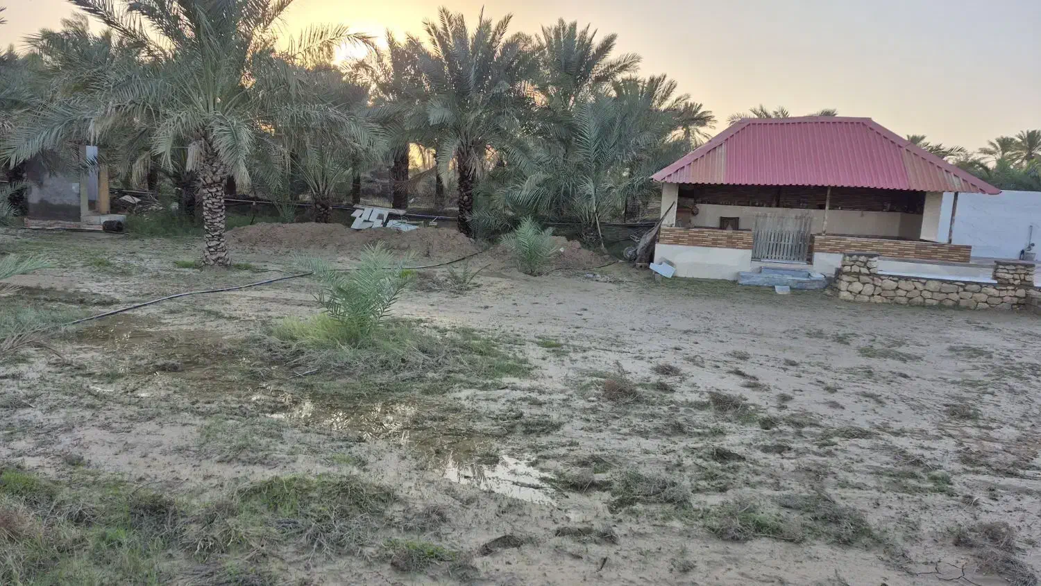 باغ نخل روستای کدایی
